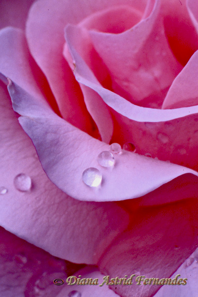 Rose-coral-pink-close-up